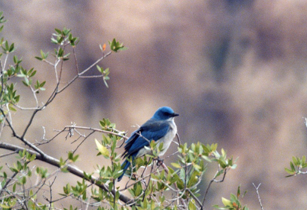 Jay, Mexican, Big Bend NP, TX, 2-03, B08P98I01.jpg - Mexican Jay